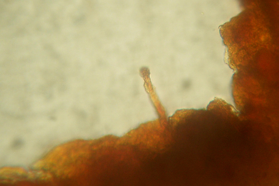Rio del Campovecchio, 24-05-08 (Polyporus arcularius)